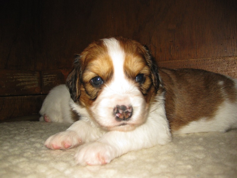 Puppies